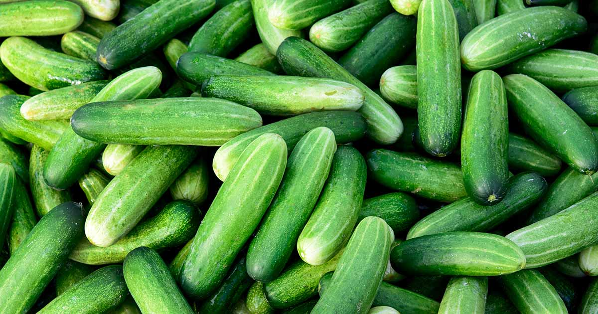Cucumber (Open Field)