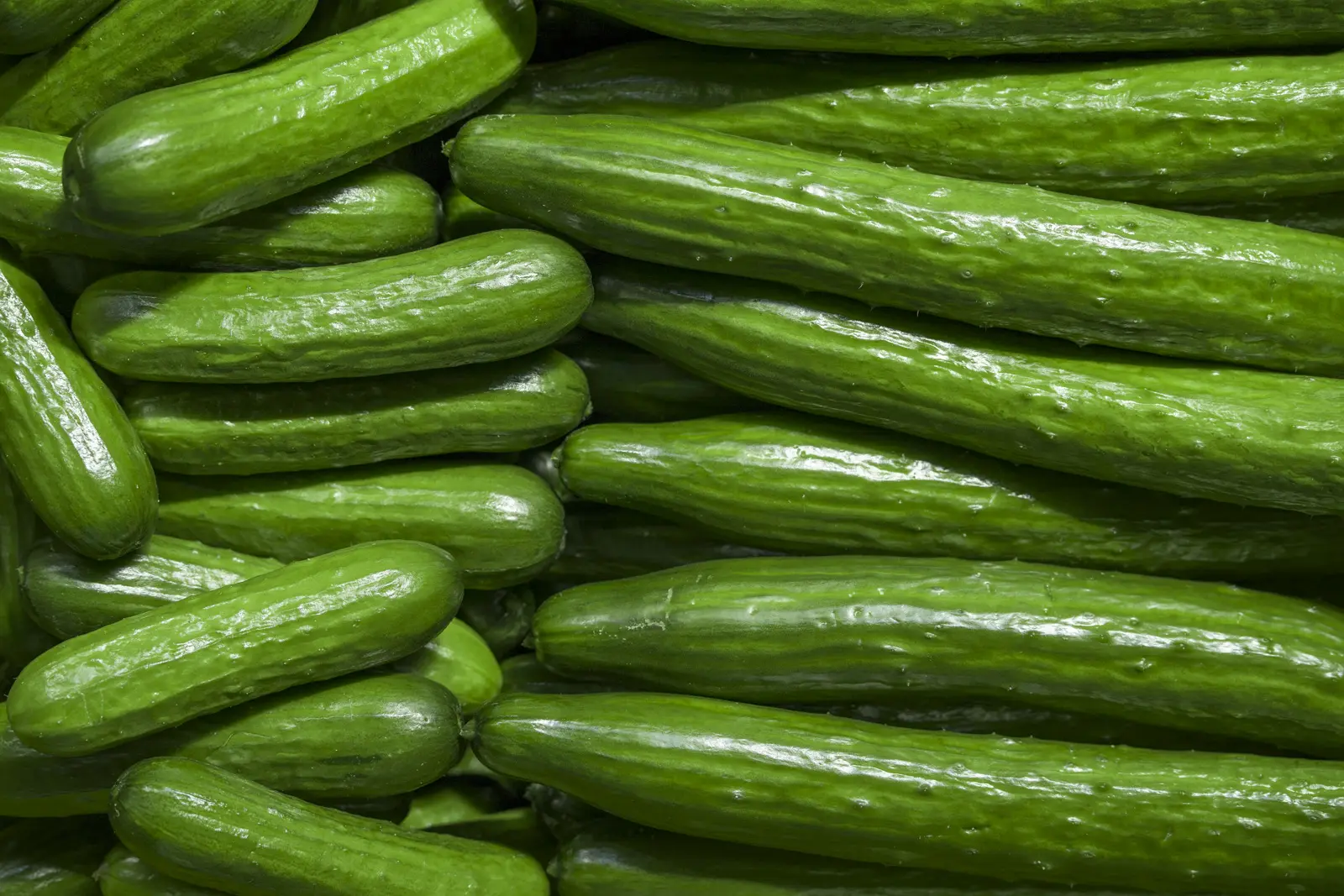 Cucumber (Green House)